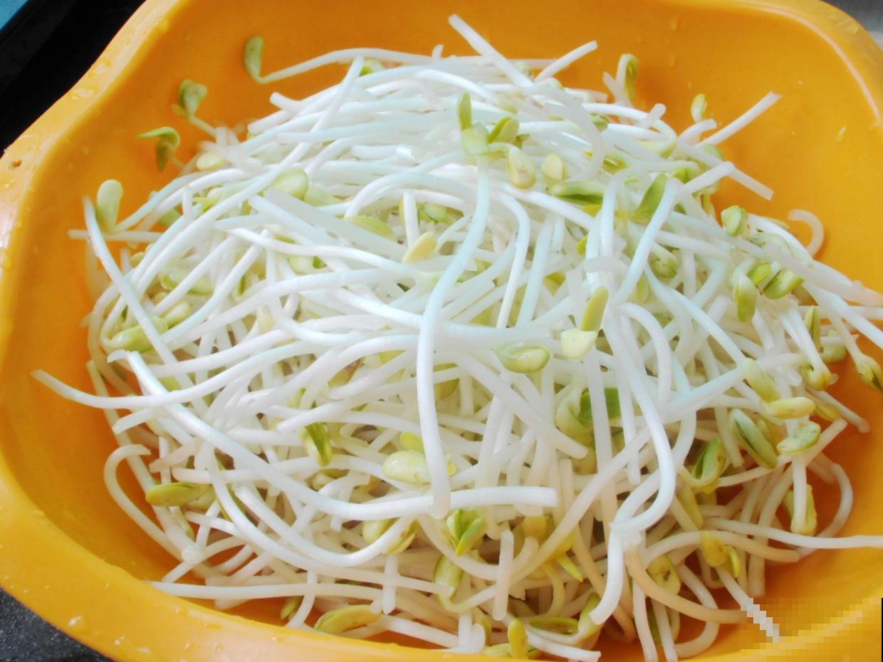 塑料盆发豆芽，5天长一盆，健康又美味！