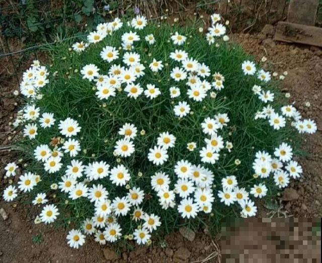 3月开始，8种花随便养，开花多长得快，新手也能养爆盆！