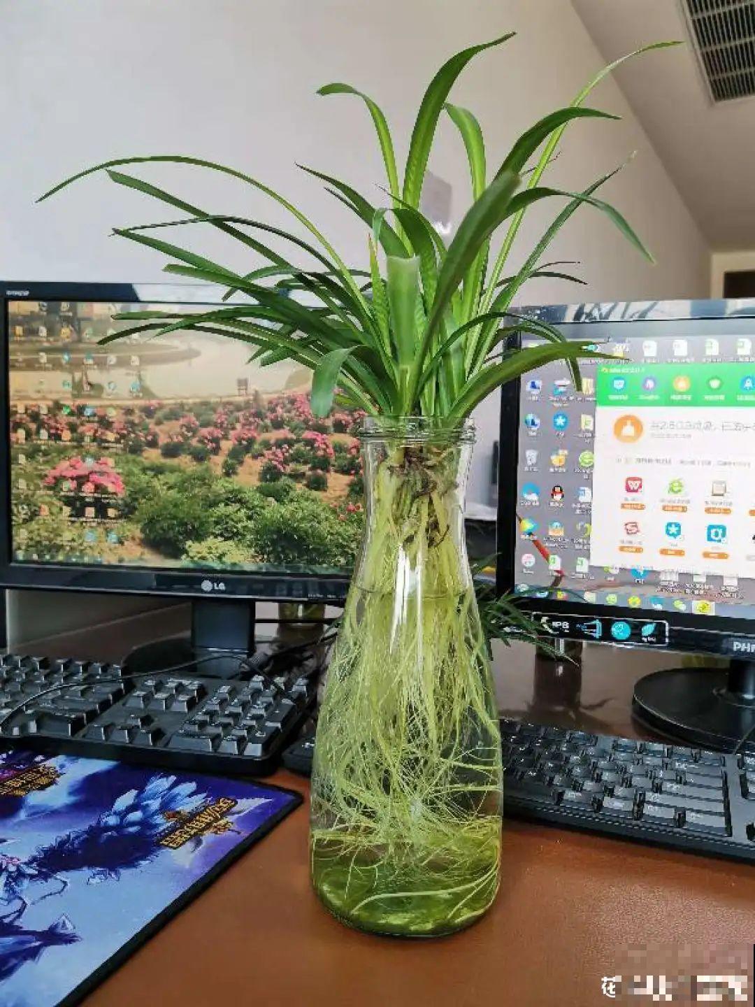 最难养的7种花，丢水里反而蹭蹭长，根系长满瓶！