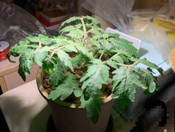 最适合春天种的4种菜，长势喜人，新鲜健康还省钱！