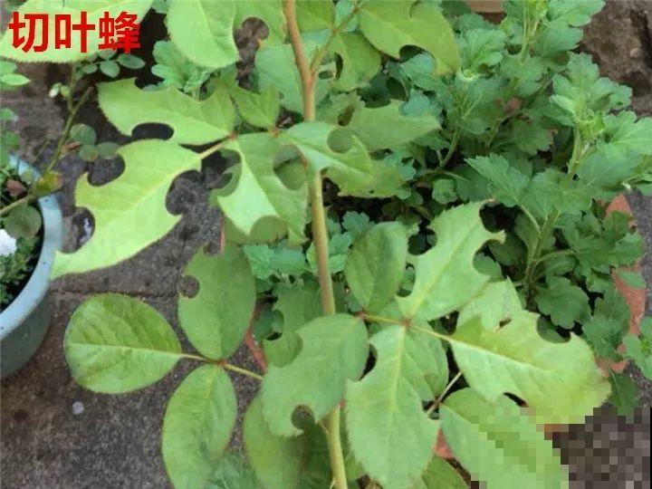 花变成这样，立马剪撒点粉，否则撑不过7天！