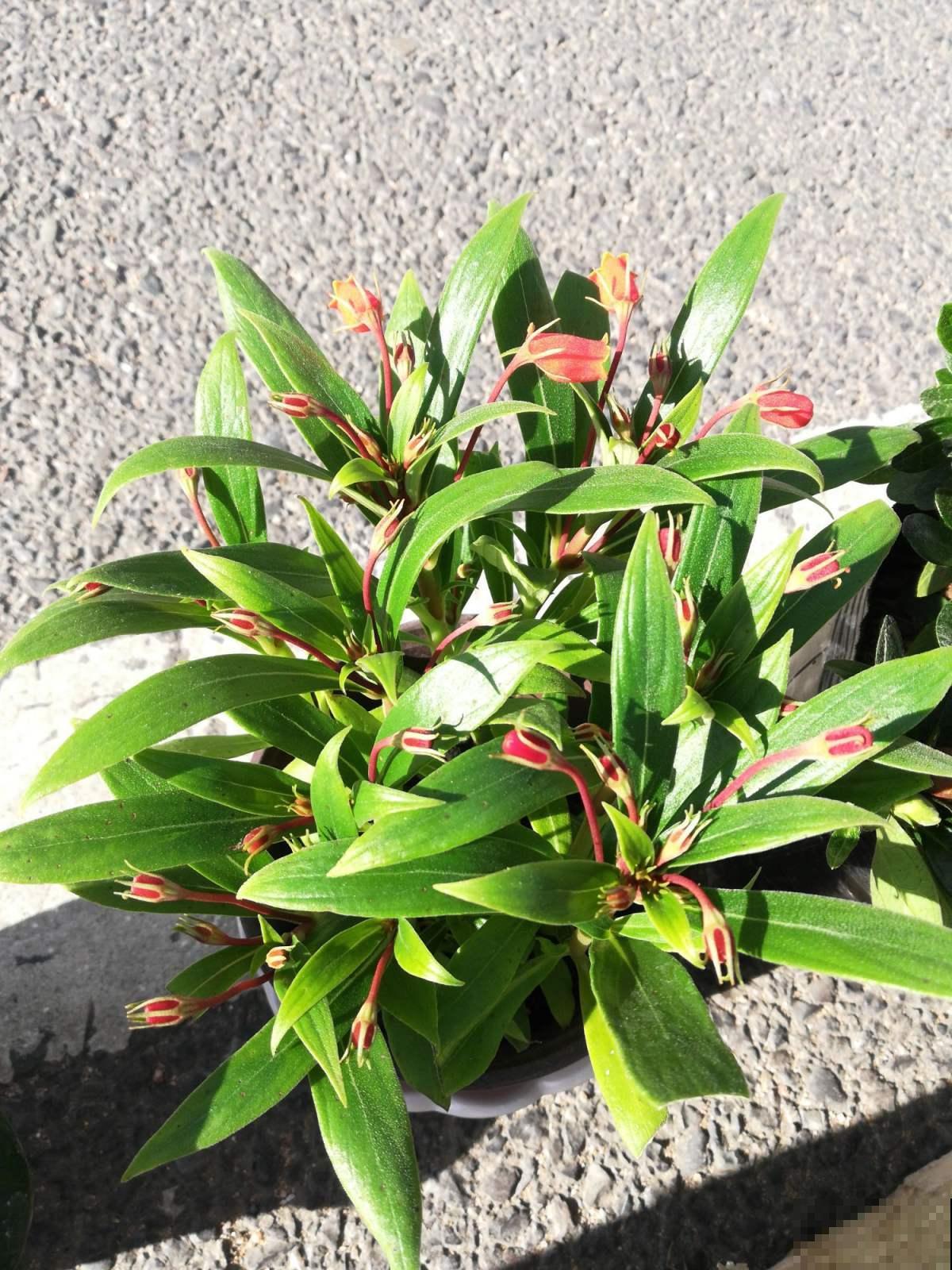 这花是大岩桐的“亲戚”，但模样却大不相同，开花太精致了！