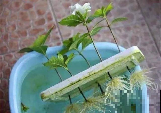 春天扦插，就教你一招不用花盆，一个比一个长得好！