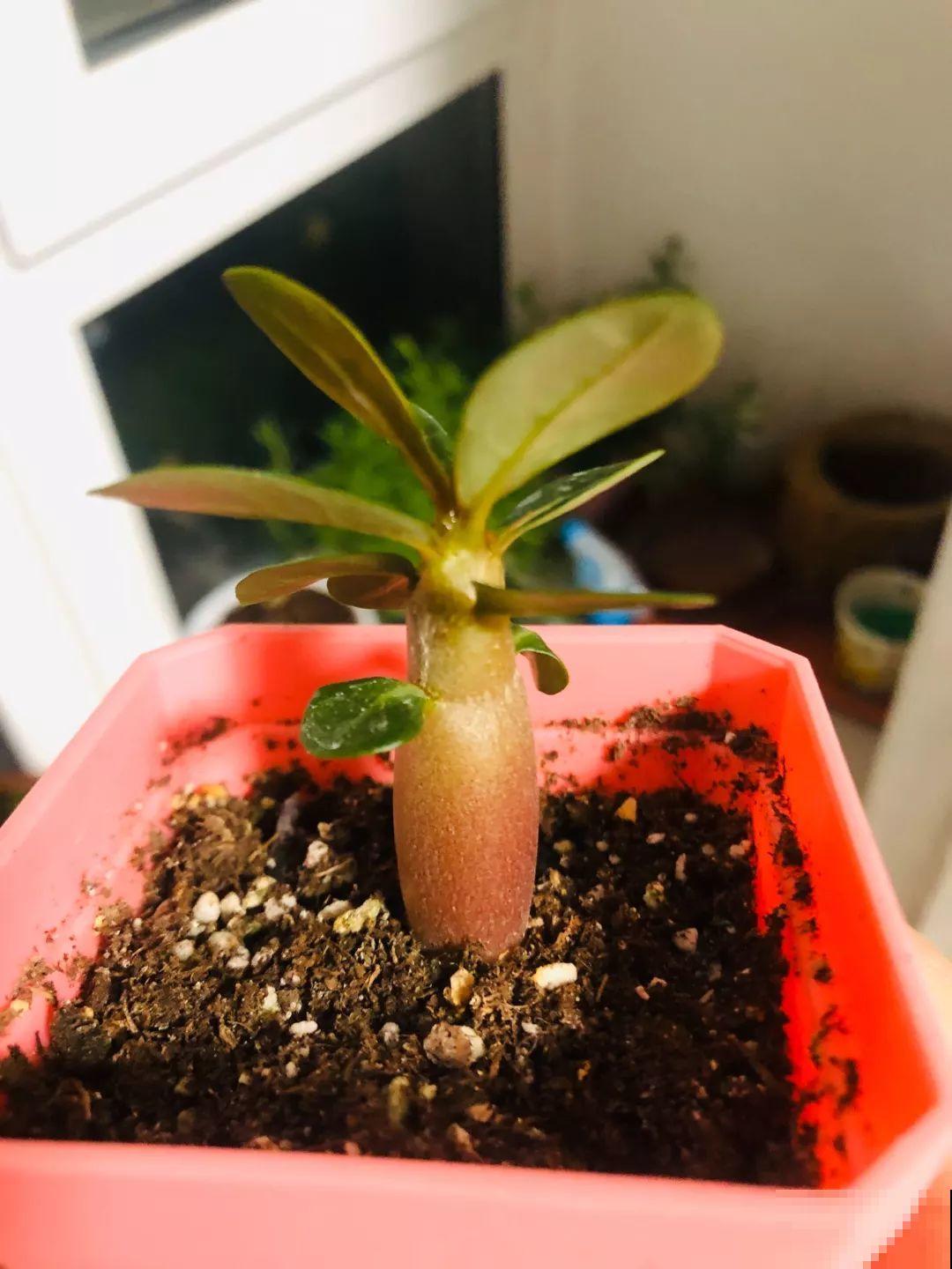 这花特好养，撒一把丢土里，冒出一堆新芽！