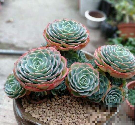 今日立春，家里有这些花，不要着急搬出去露养！