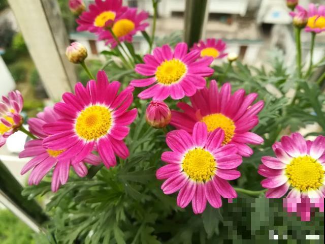 养花就得勤“掐”，别心疼，掐完才能呼呼冒芽