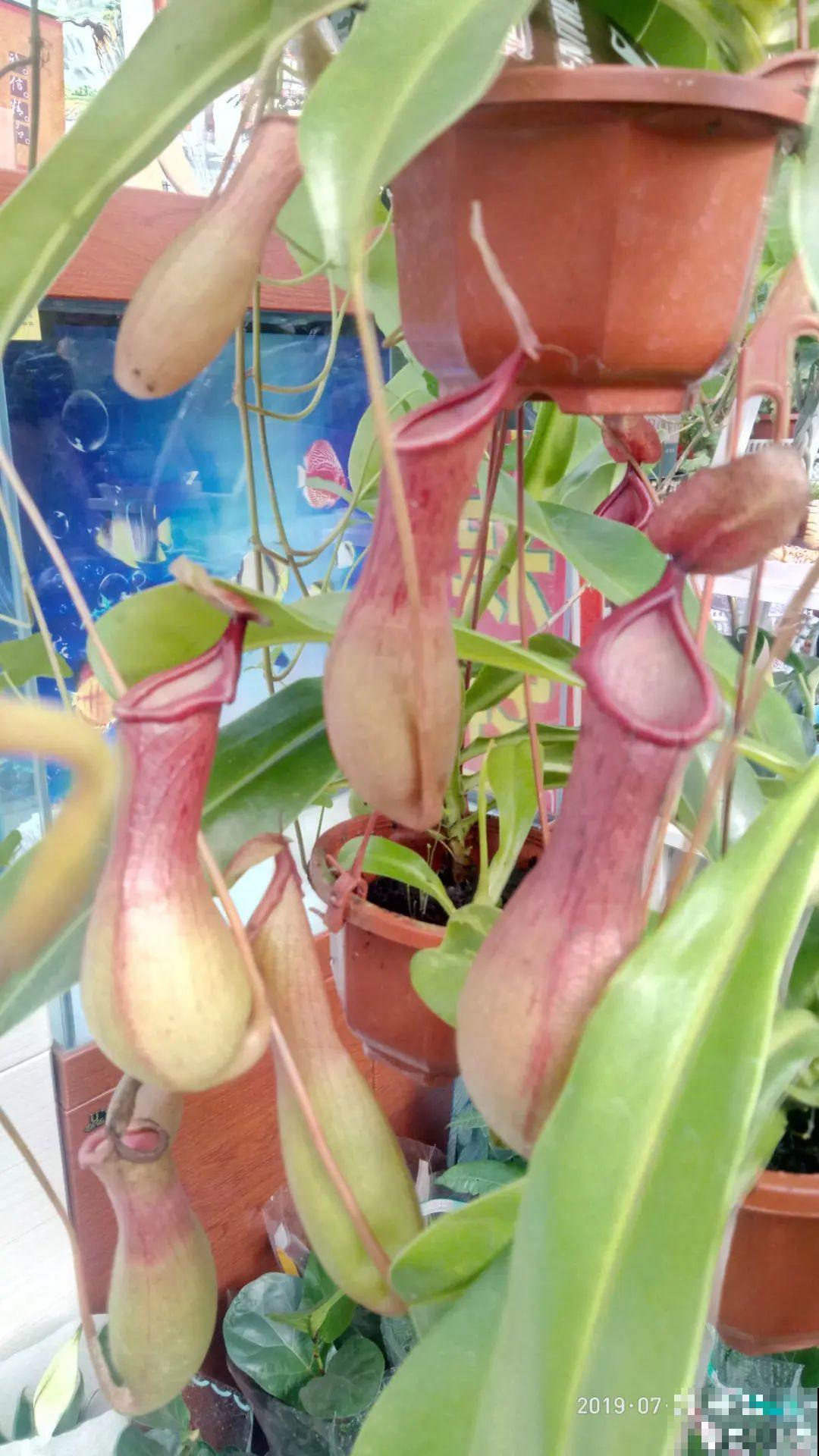 6种吃虫子的花，家里养1盆，虫子都被吓跑了！
