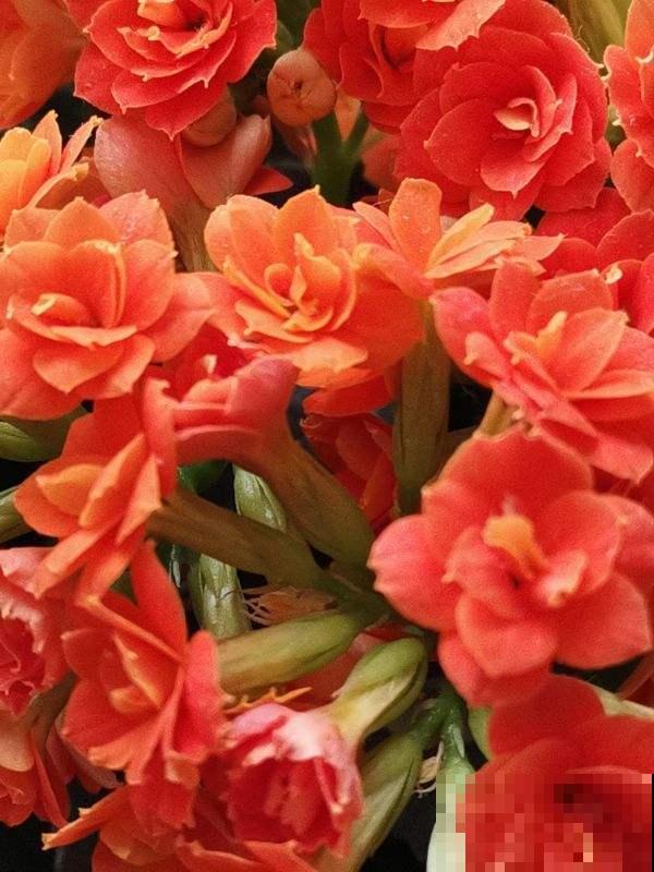 已经2月份了，长寿还没开花？给它套个塑料袋，10天就开花