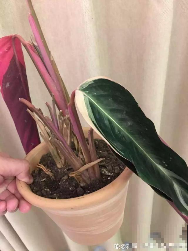 这花太娇气，忘了给它喷水，叶子直接干成杂草！