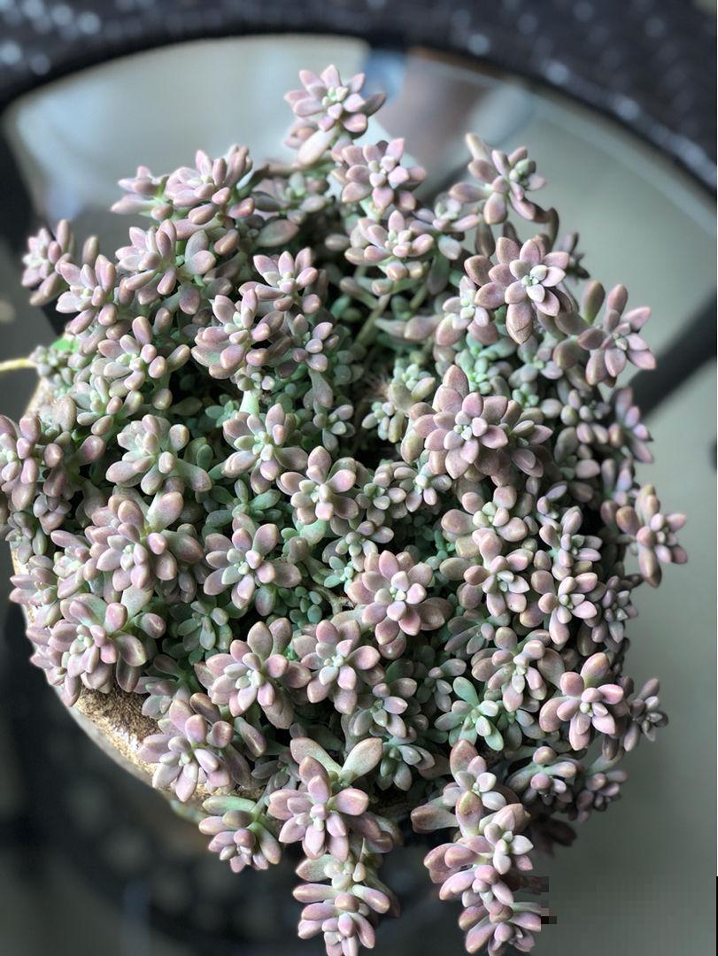 这花太好活，撸把叶子撒土里，3天生根，7天长芽