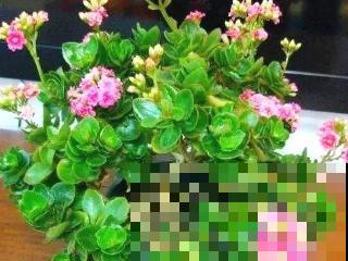 长寿花也能长成老桩，只要学会这几点，一冬就有成效！