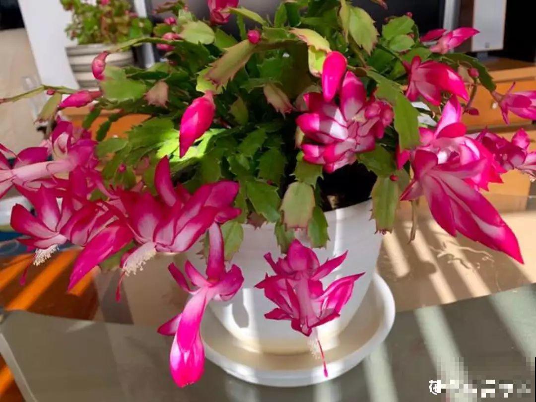 蟹爪兰光长叶子不见花？一掐一喷，半个月后就能开！