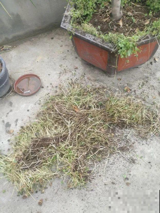 养这花才省心，掉片叶子下来，砖缝里也能长！