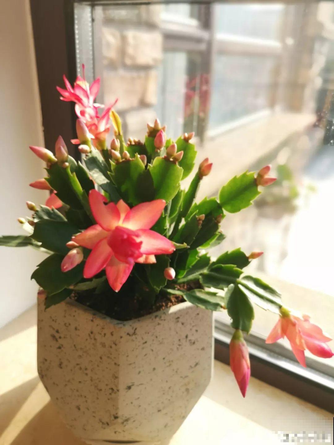 蟹爪兰光长叶子不见花？一掐一喷，半个月后就能开！