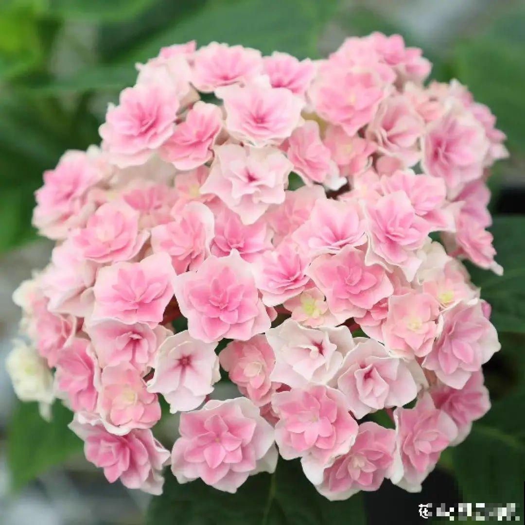 这7种花春天别乱剪，手太勤快了，反而春天不开花！