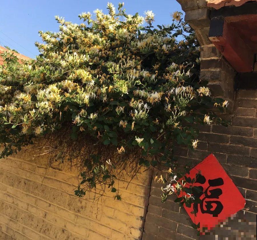 这花比茉莉还香，现在养夏天就能开，还省了一笔茶叶钱！