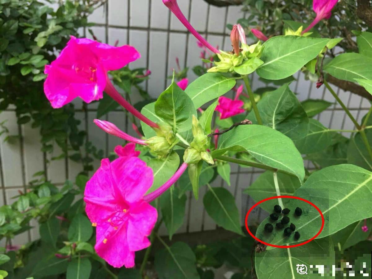 原来花草名字是这么来的，长见识了！
