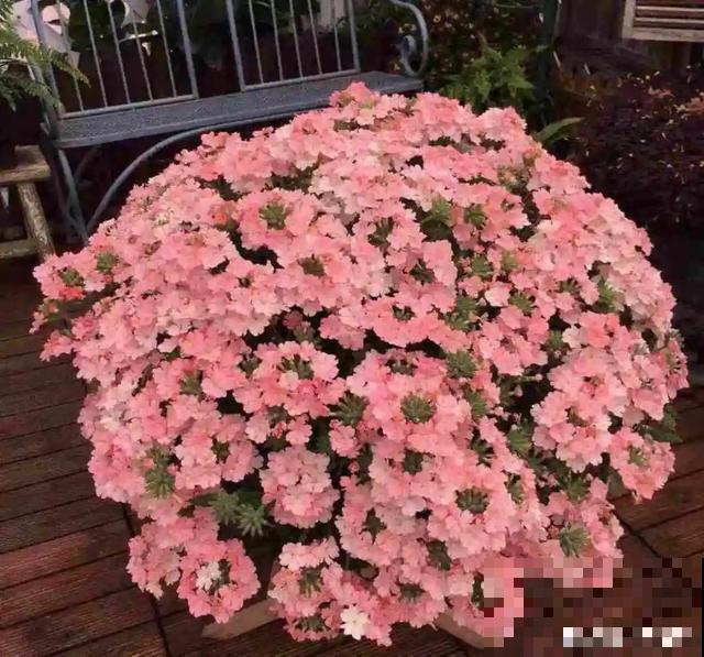 20种春天爆盆花，阳台养一盆，天一暖和就开爆！