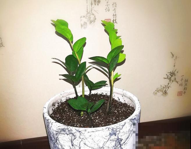 春天不用买花，揪一片叶子插土里，就能养爆盆！