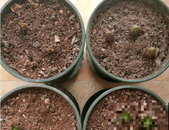 百合花的最佳种植时间到了，挑个好球埋土里，2个月就开花！