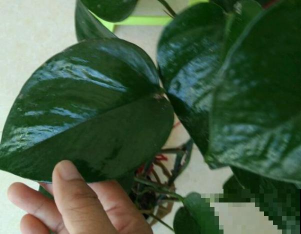 2种液体擦叶子，叶片跟打蜡似的，光泽感十足！