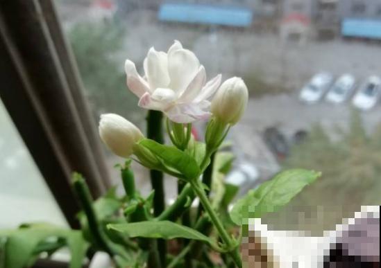 6种常见花，养一盆对身体好，越养越健康！