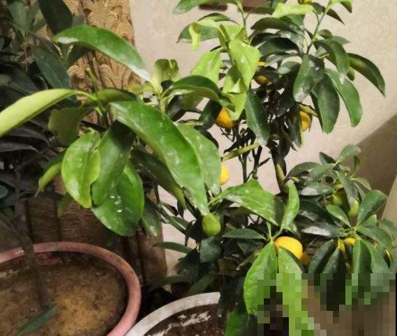 四种寓意好的花，家里摆几盆，越养越喜欢！