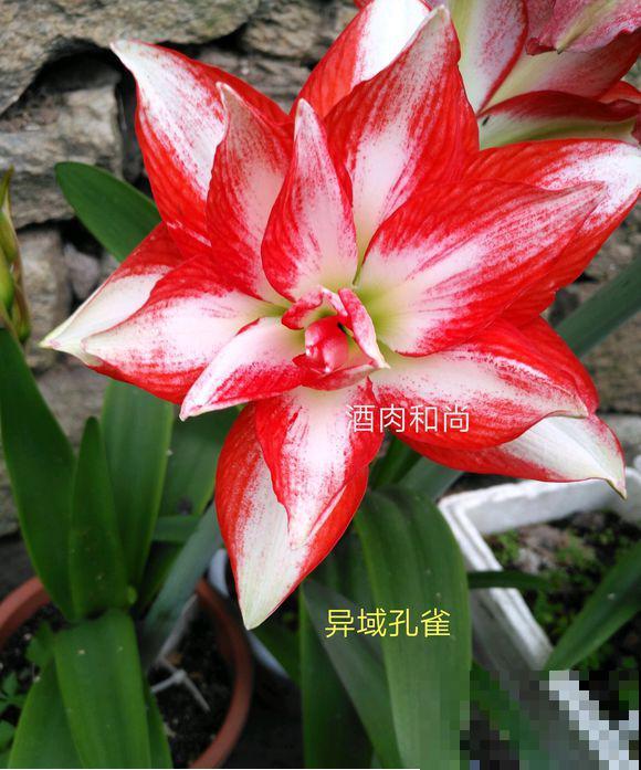 盆里种棵“洋葱头”，开花比脸还大，红红火火真吉祥！