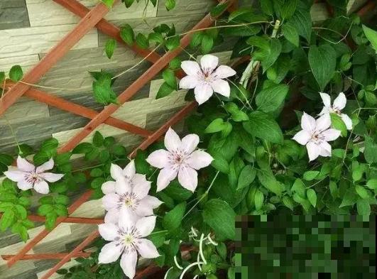 这花养一棵就能爬满墙，比月季三角梅都好看，邻居看了也羡慕！