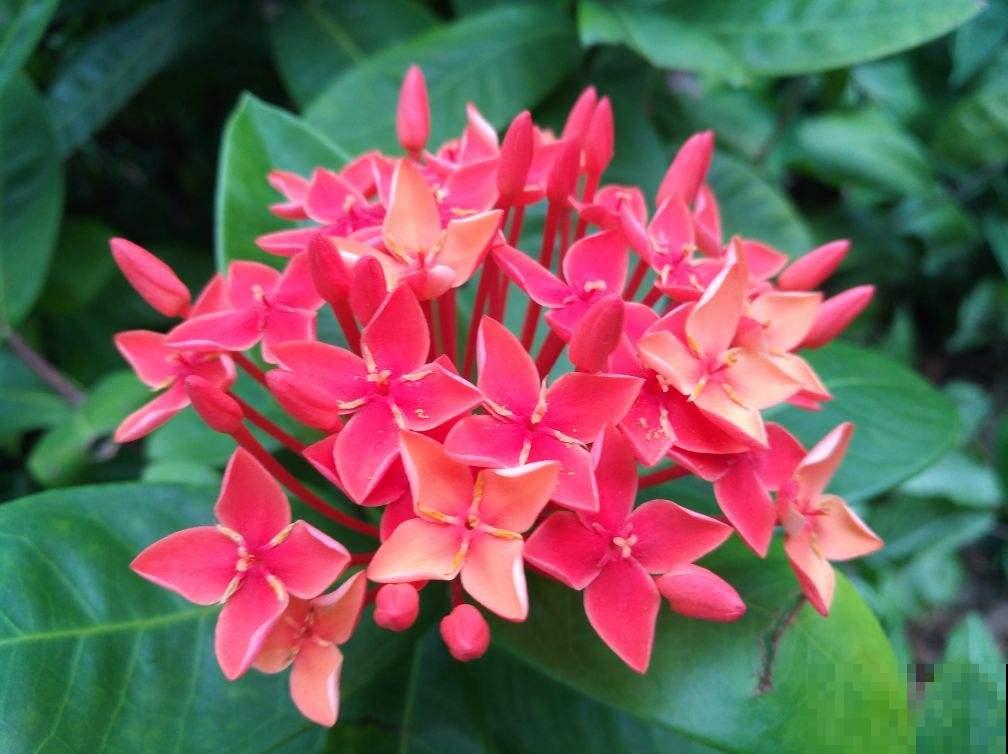 这花真是个“劳模”，一年能开10个月，谁看了都羡慕