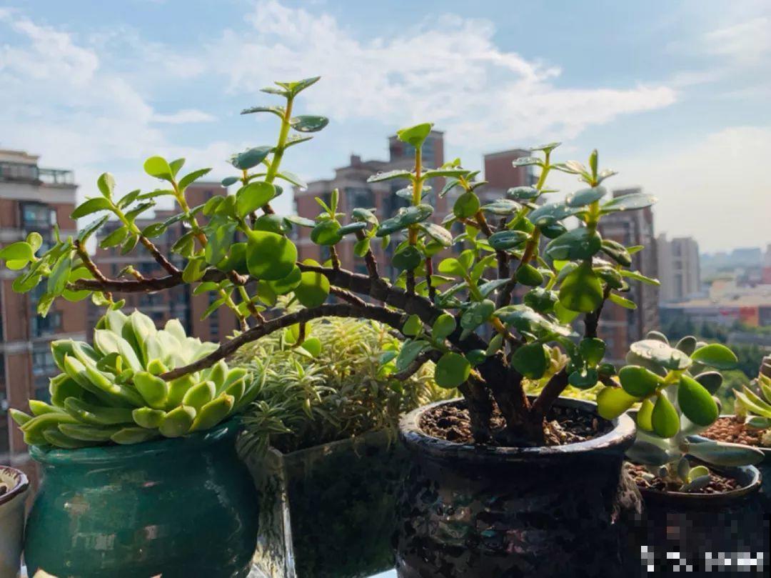 家里养这花，盆越小花越多，大冬天也能呼呼开！
