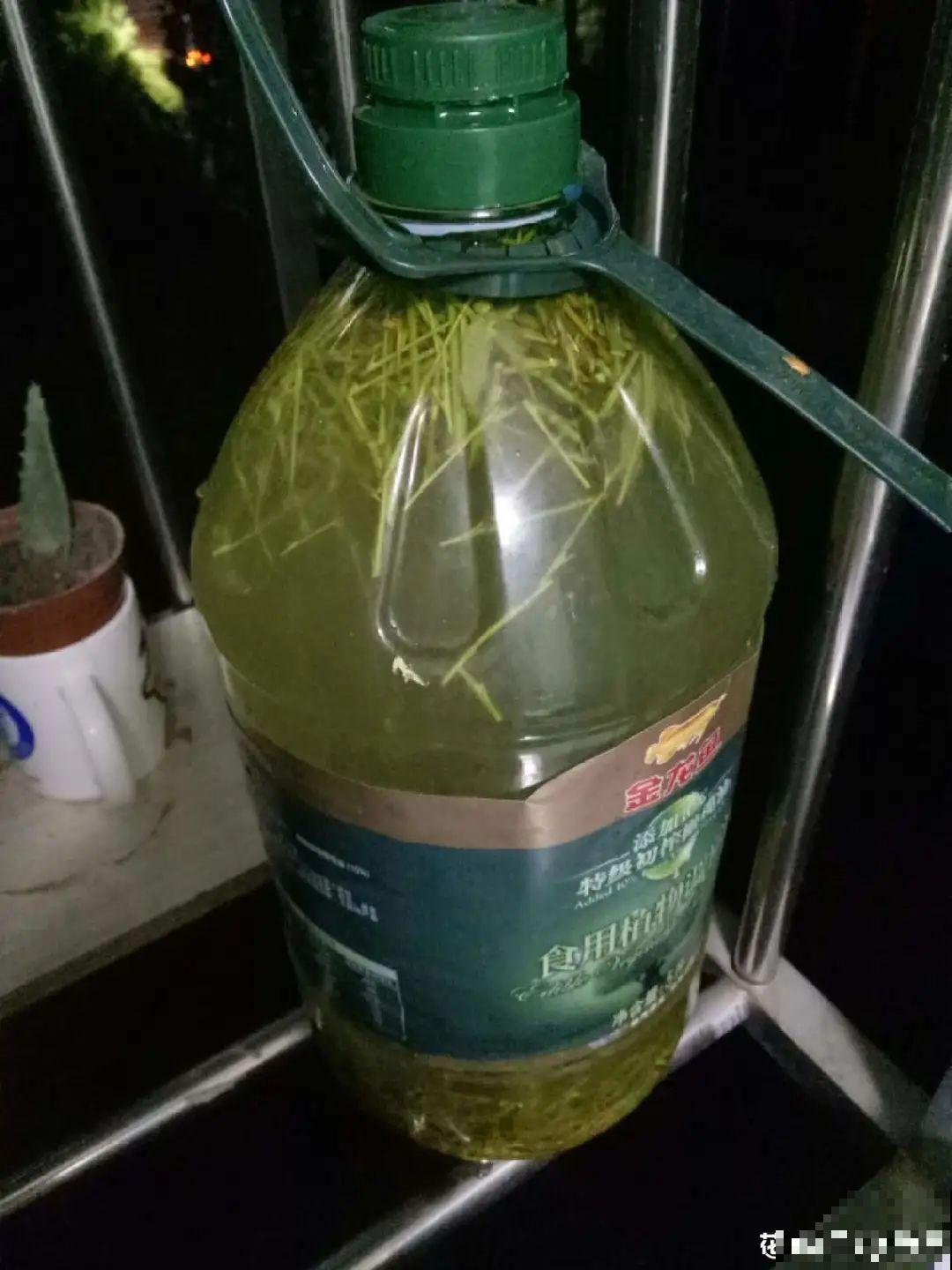 春天扦插最好活，沾点自制生根水，生根100％！