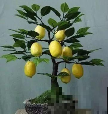细菌最怕5种花，家里养一盆，全家都健康！