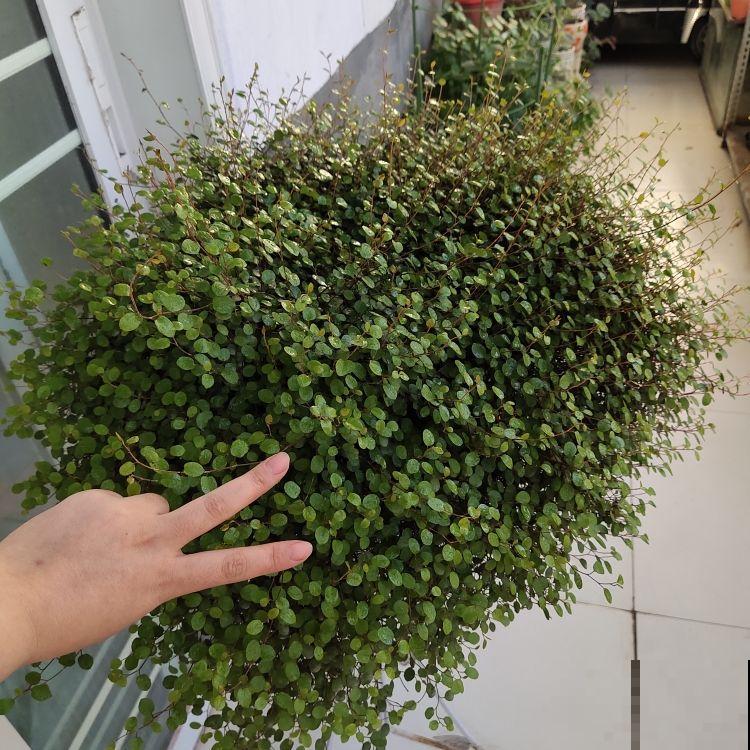 这花太好养，揪个叶子插土里，蹭蹭爆盆