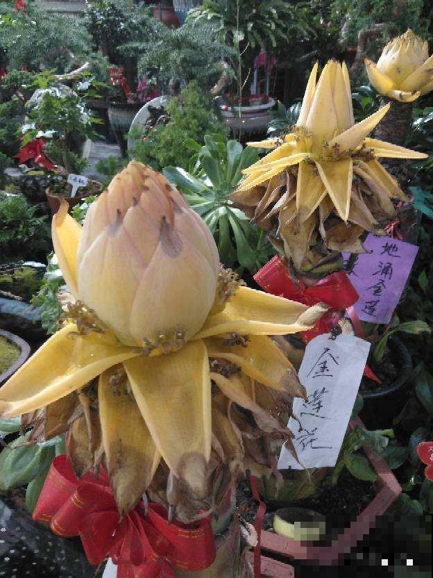 这种“莲花”浑身金黄，竟然长在地里，真神奇