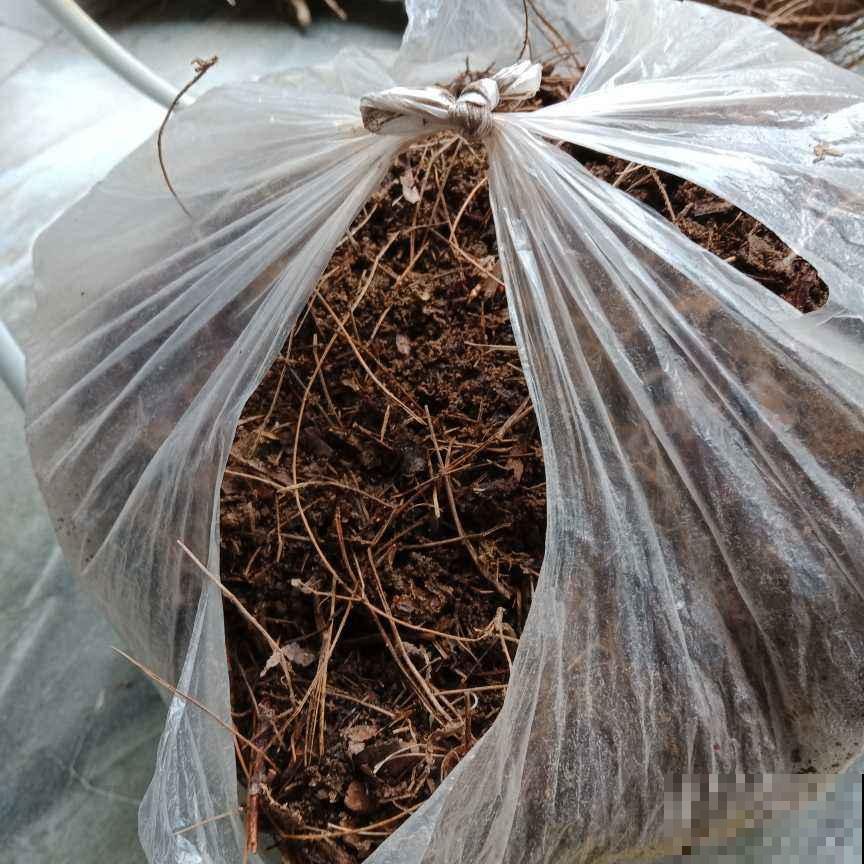 松树全身都是宝，松针、松球、松花粉……家附近有一棵就赚大了！