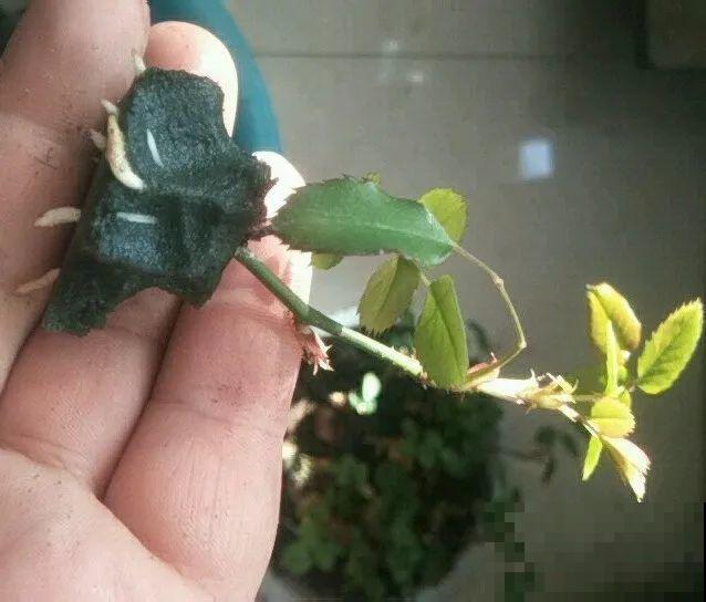 春天扦插，就教你一招不用花盆，一个比一个长得好！