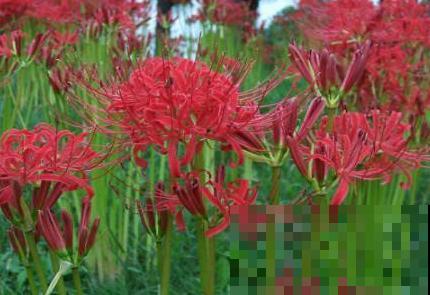 家里种棵石蒜花，开花美艳绝伦，爱上了！