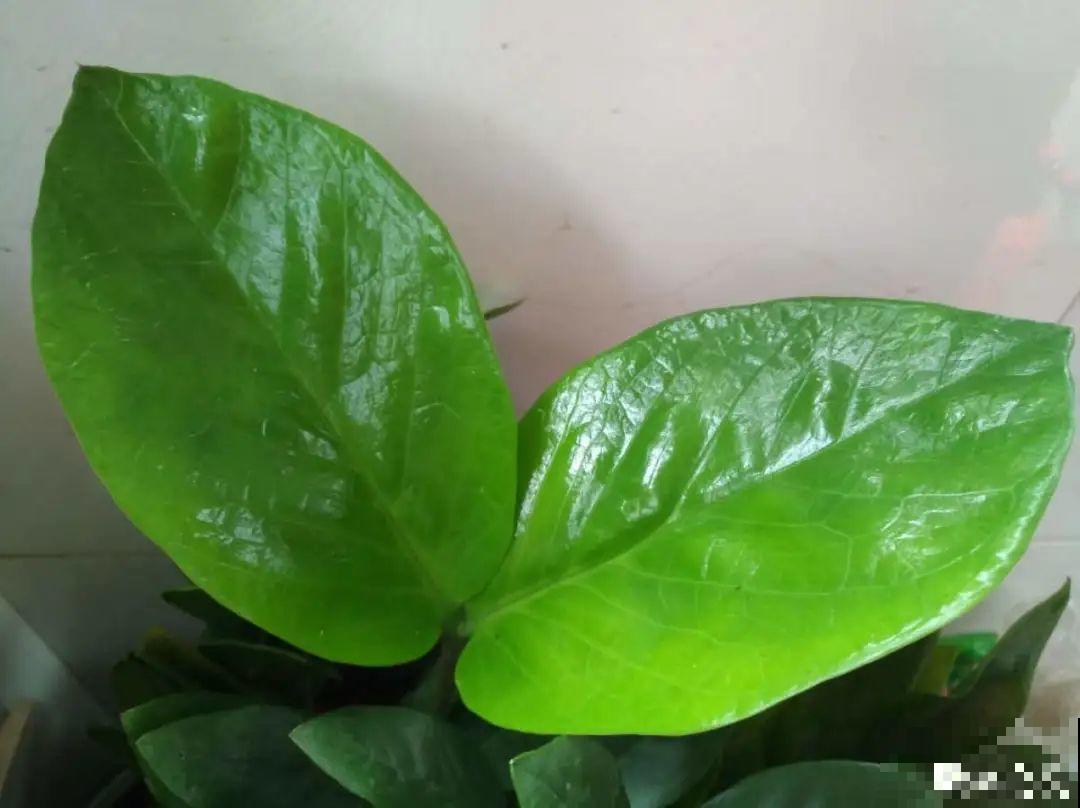 开完花的蟹爪兰，叶子摘一摘，放在梳子上遇水就生根！