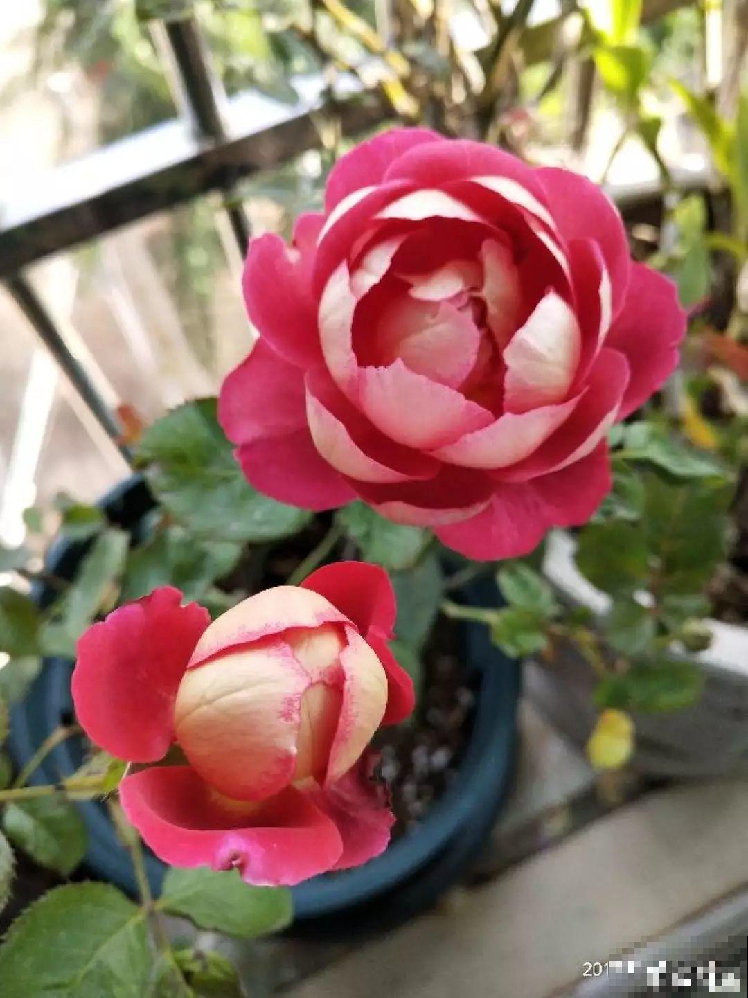 这花太能生，根系长满一轮胎，必须要换盆！