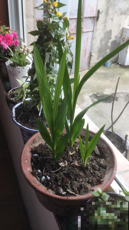 这花长得越矮越好，一长高就得剪，否则不开花