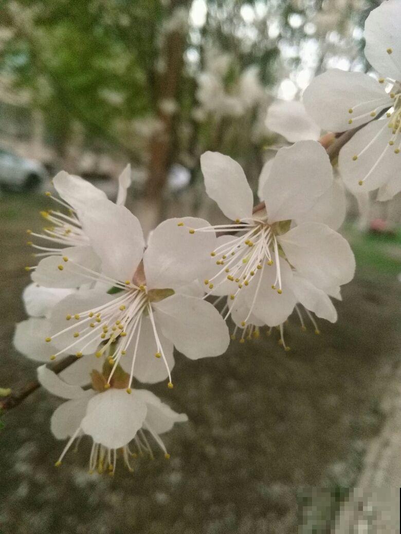 果树开花也惊艳，满枝花苞，香味清冽，你喜欢哪种？
