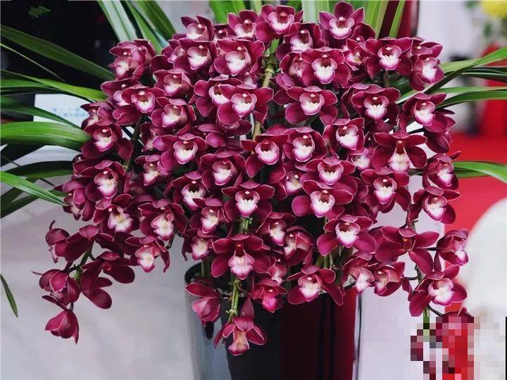 10种名贵兰花，春节养最美，花一开满屋子香气！