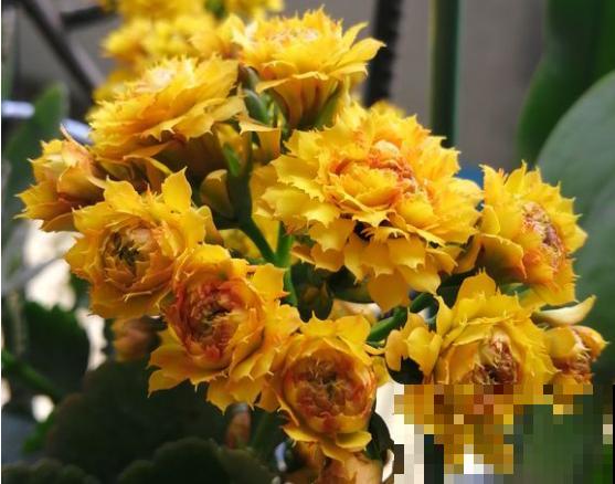 长寿花品种那么多，你却只认识一两种，太可惜了！