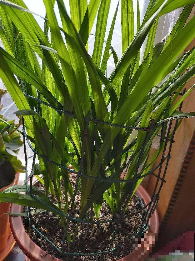 这花长得越矮越好，一长高就得剪，否则不开花