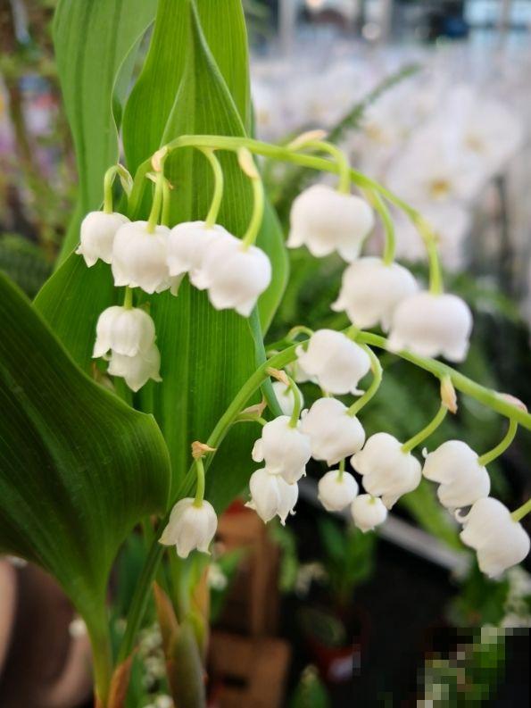这花长得像“小爪子”，毛茸茸超可爱，一盆就俘获你的心
