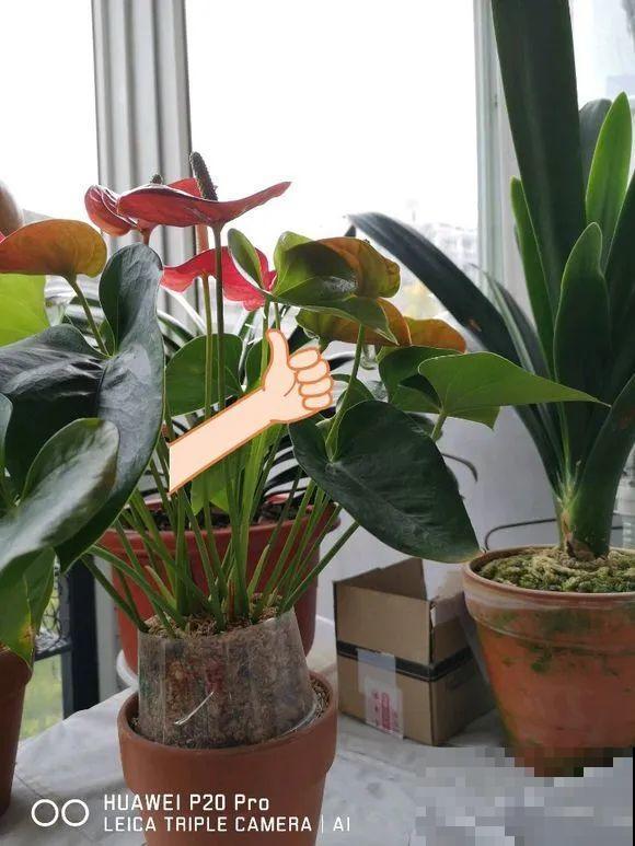 1棵长寿花，冒出124个花箭，开花开成大锅盖，咋养的？