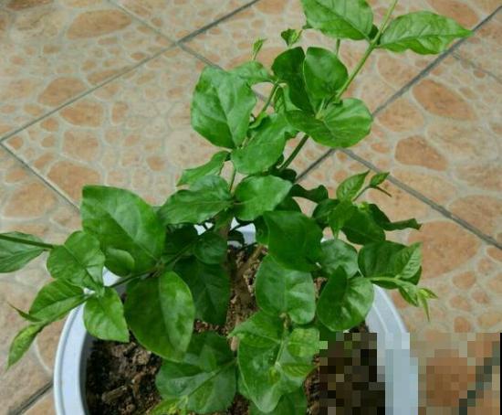 家里养茉莉花，什么时候换盆和修剪，才能长得郁郁葱葱？