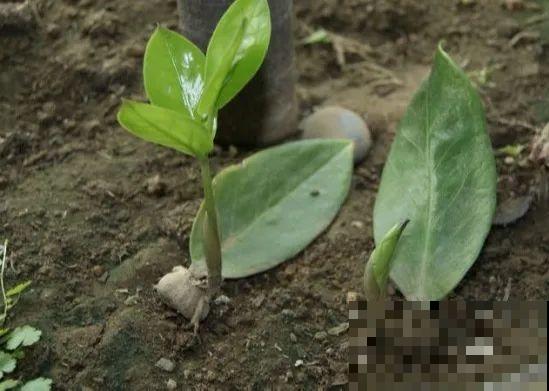 给这花换盆，土里扒出30个崽，根本不用扦插！