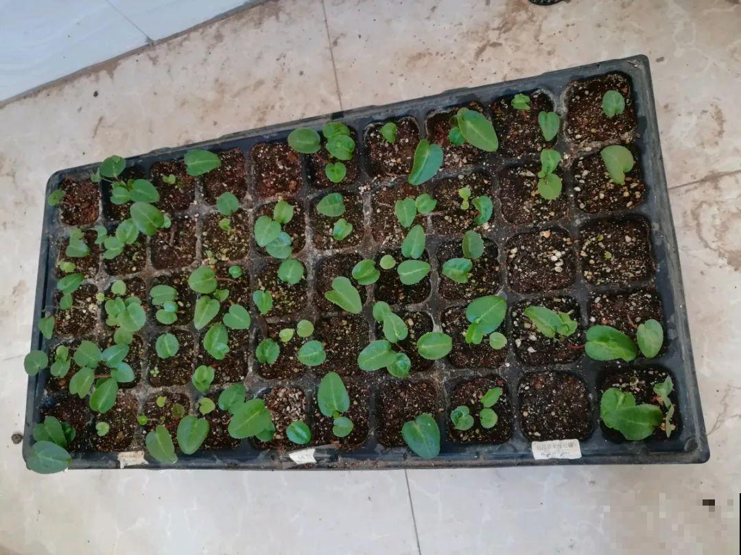 这花特好养，撒一把丢土里，冒出一堆新芽！